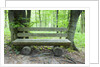Log Bench in Beech Forest by Anonymous