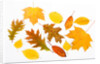 Fall Leaves by Anonymous