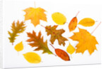 Fall Leaves by Anonymous