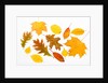 Fall Leaves by Anonymous