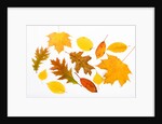 Fall Leaves by Anonymous
