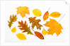 Fall Leaves by Anonymous