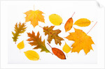 Fall Leaves by Anonymous