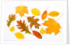 Fall Leaves by Anonymous