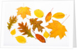 Fall Leaves by Anonymous