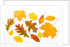 Fall Leaves by Anonymous