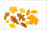 Fall Leaves by Anonymous