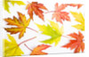 Japanese Maple Leaves by Anonymous