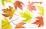 Japanese Maple Leaves by Anonymous