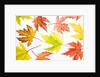 Japanese Maple Leaves by Anonymous