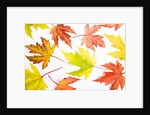 Japanese Maple Leaves by Anonymous