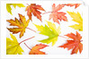 Japanese Maple Leaves by Anonymous