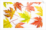Japanese Maple Leaves by Anonymous