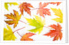 Japanese Maple Leaves by Anonymous