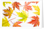 Japanese Maple Leaves by Anonymous