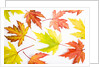 Japanese Maple Leaves by Anonymous