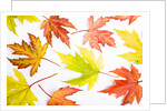 Japanese Maple Leaves by Anonymous