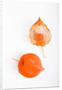 Orange Chinese Lantern Plant by Anonymous