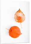 Orange Chinese Lantern Plant by Anonymous