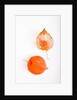Orange Chinese Lantern Plant by Anonymous