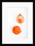 Orange Chinese Lantern Plant by Anonymous