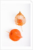 Orange Chinese Lantern Plant by Anonymous