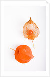 Orange Chinese Lantern Plant by Anonymous