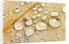 Water Drops on Maple Leaf by Anonymous
