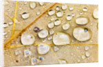 Water Drops on Maple Leaf by Anonymous