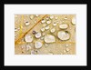 Water Drops on Maple Leaf by Anonymous