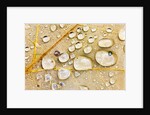 Water Drops on Maple Leaf by Anonymous