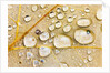 Water Drops on Maple Leaf by Anonymous