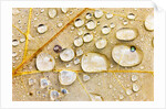 Water Drops on Maple Leaf by Anonymous