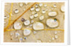 Water Drops on Maple Leaf by Anonymous
