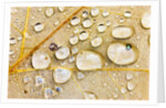 Water Drops on Maple Leaf by Anonymous