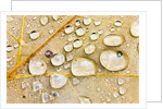 Water Drops on Maple Leaf by Anonymous