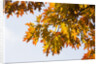 Oak Leaves and Sky by Anonymous
