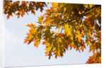 Oak Leaves and Sky by Anonymous