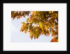 Oak Leaves and Sky by Anonymous