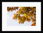 Oak Leaves and Sky by Anonymous