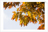 Oak Leaves and Sky by Anonymous