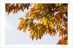Oak Leaves and Sky by Anonymous