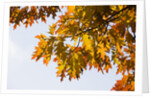 Oak Leaves and Sky by Anonymous
