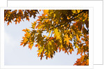 Oak Leaves and Sky by Anonymous