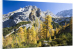 Larch Tree and Mount Zugspitze by Anonymous