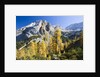 Larch Tree and Mount Zugspitze by Anonymous