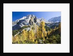 Larch Tree and Mount Zugspitze by Anonymous