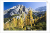 Larch Tree and Mount Zugspitze by Anonymous