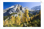 Larch Tree and Mount Zugspitze by Anonymous