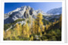 Larch Tree and Mount Zugspitze by Anonymous
